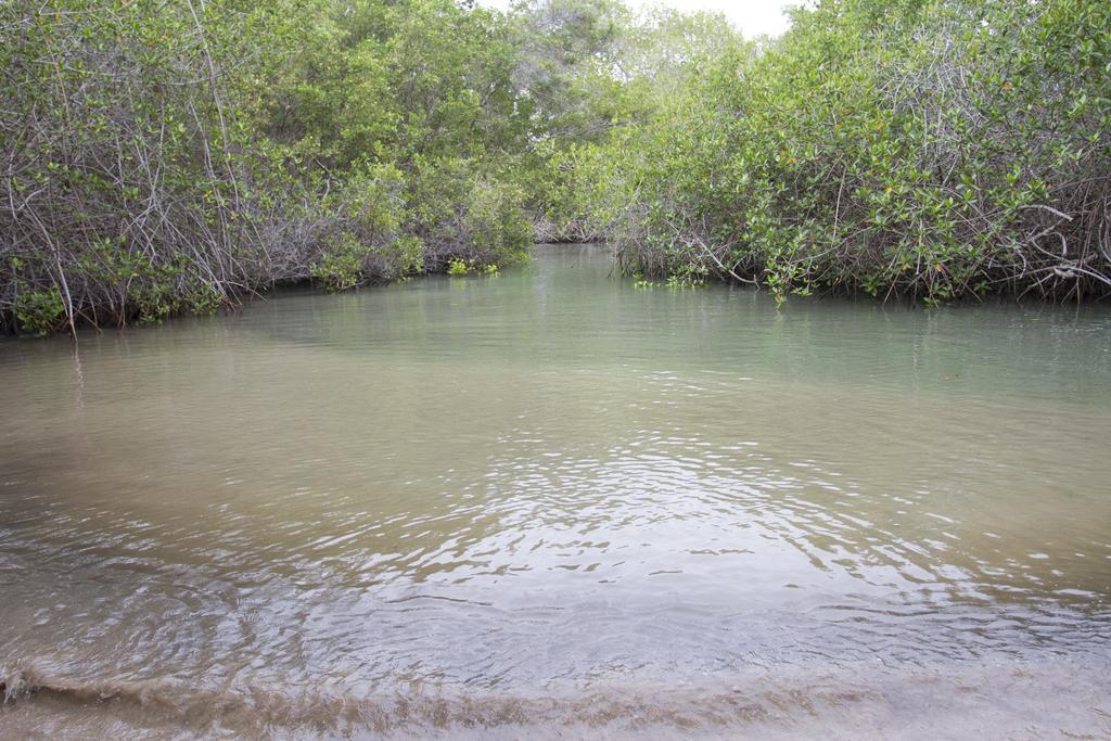 Paraiso de Isabela Puerto Villamil Extérieur photo
